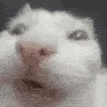 萌宠 猫咪 鬼畜 呆萌 可爱