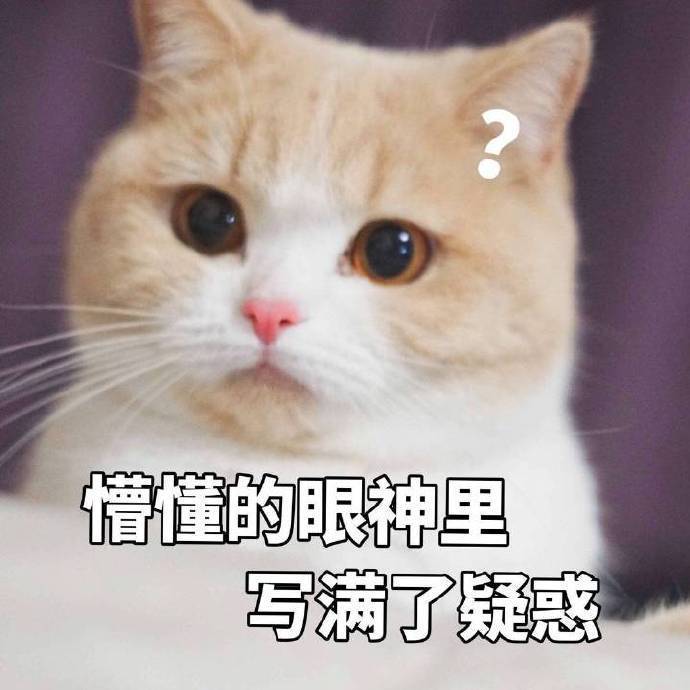 萌宠gif猫星人gif懵懂的眼神写满了gif疑惑gif呆萌gif可爱gif