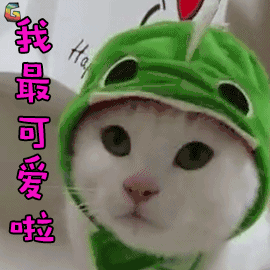 萌宠猫我最可爱啦卖萌soogifsoogif出品gif动图_动态图_表情包下载