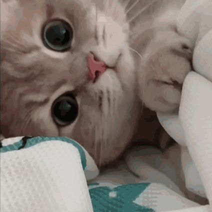 萌宠 猫咪 看着你 呆萌 可爱