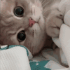 萌宠 猫咪 看着你 呆萌 可爱