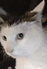 萌宠 猫咪 不开心 呆萌 可爱