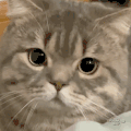 萌宠 猫咪 无辜 呆萌 可爱