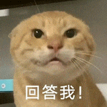 耄耋 貓咪 可愛 搞怪