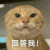 耄耋 猫咪 可爱 搞怪