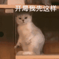 萌宠 猫咪 我开局先这样 然后这样 反手再这样 呆萌 可爱