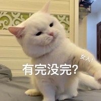 萌宠 猫 有完没完 生气 呆萌 可爱