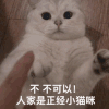 萌宠 猫咪 不 不可以人家是正经小猫咪 呆萌 可爱