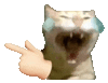 萌宠 猫咪 哭 呆萌 可爱