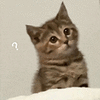 萌宠 猫咪 ？ 呆萌 可爱