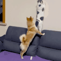 萌宠 狗 摸 呆萌 可爱