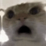 萌宠 猫咪 害怕 呆萌 可爱