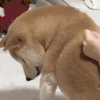 萌宠 狗狗 按摩 呆萌 可爱