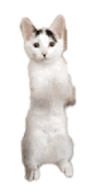 萌宠 猫咪 拜托 呆萌 可爱