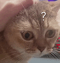 萌宠 猫咪 ？ 呆萌 可爱