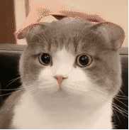 ȳèȿɰgifͼ_̬ͼ__soogif