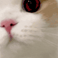 萌宠 猫咪 想吃 呆萌 可爱