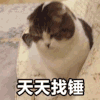 萌宠 猫咪 天天找锤 呆萌 可爱