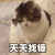 萌宠 猫咪 天天找锤 呆萌 可爱