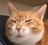 萌宠 猫咪 不开心 呆萌 可爱