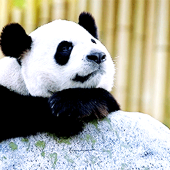 熊猫动物可爱呆萌思考gif动图