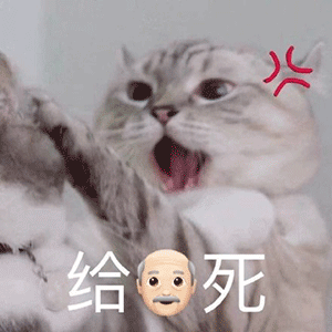 萌宠 猫咪 给爷死 呆萌 可爱