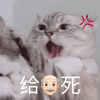 萌宠 猫咪 给爷死 呆萌 可爱