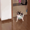 萌宠 狗 球 呆萌 可爱