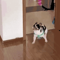 萌宠 狗 球 呆萌 可爱