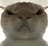 萌宠 猫咪 生气 呆萌 可爱