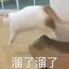 萌宠 猫咪 溜了溜了 呆萌 可爱