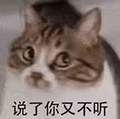 萌宠 猫咪 说了你又不听 呆萌 可爱