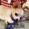 萌宠 猫星人 你说 我听着呢 呆萌 可爱