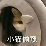 萌宠 猫咪 小猫偷窥 呆萌 可爱