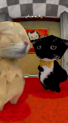 阿米嘎蒂朵 猫咪 喵喵 可爱 搞怪