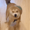 萌宠 狗狗 摇头 呆萌 可爱