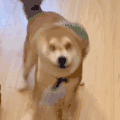 萌宠 狗狗 摇头 呆萌 可爱