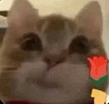 萌宠 猫咪 花 呆萌 可爱