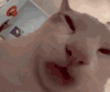萌宠 猫咪 想吃 呆萌 可爱