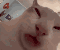 萌宠 猫咪 想吃 呆萌 可爱