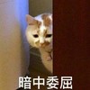 萌宠 猫星人 暗中委屈 可怜巴巴 搞怪 呆萌
