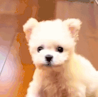 萌宠 狗 叫 呆萌 可爱