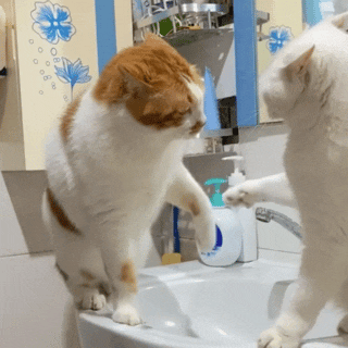萌宠 猫咪 打你 呆萌 可爱