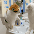 萌宠 猫咪 打你 呆萌 可爱
