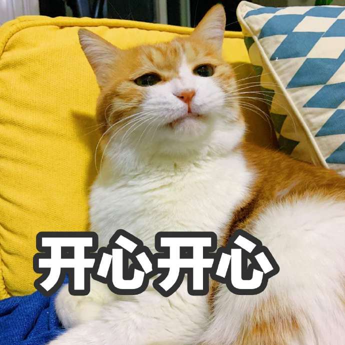 猫咪开心表情包搞笑图片