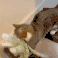 萌宠 猫咪 我来了 呆萌 可爱