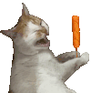 萌宠 猫咪 肠 呆萌 可爱