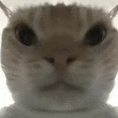 鼠鼠 三角洲 猫咪 可爱 搞怪