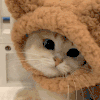 萌宠 猫咪 帽子 呆萌 可爱