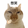萌宠 猫咪 憋笑 呆萌 可爱
